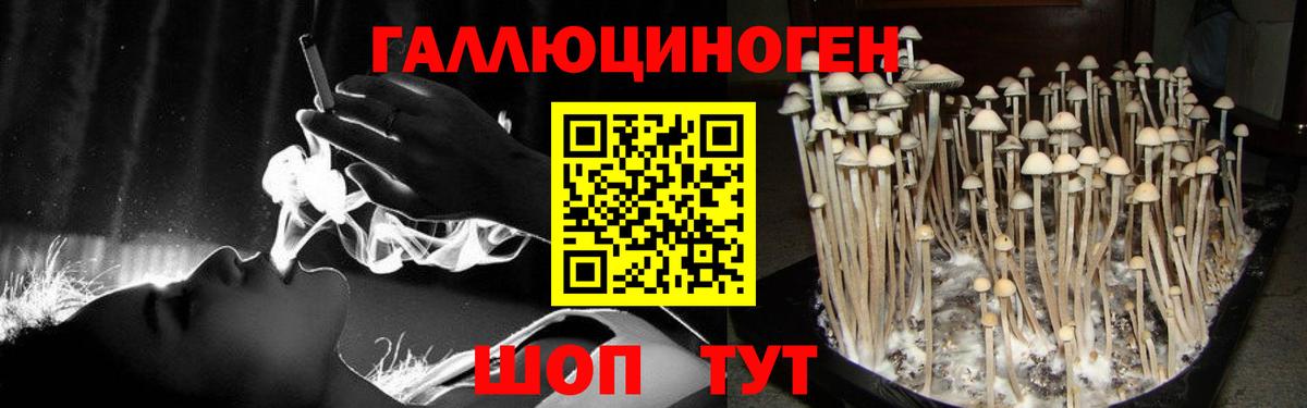 Псилоцибиновые грибы Cubensis Кропоткин